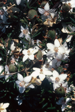 APII jpeg image of Ricinocarpos bowmanii  © contact APII