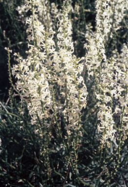 APII jpeg image of Stackhousia monogyna  © contact APII