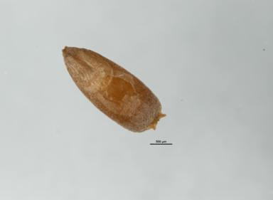 APII jpeg image of Rytidosperma pallidum  © contact APII