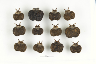 APII jpeg image of Polyscias elegans  © contact APII