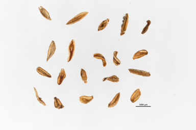 APII jpeg image of Baloskion australe  © contact APII