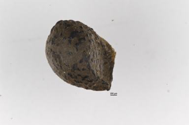 APII jpeg image of Bulbine bulbosa  © contact APII