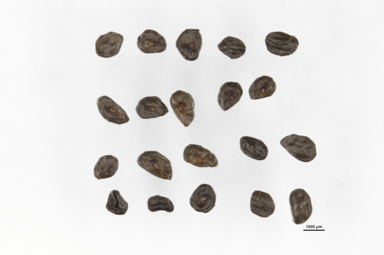 APII jpeg image of Eucalyptus socialis subsp. socialis  © contact APII