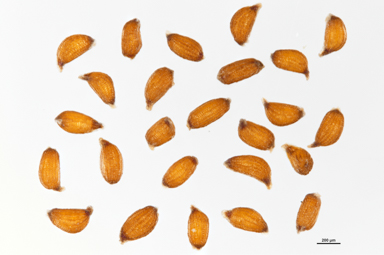 APII jpeg image of Juncus continuus  © contact APII