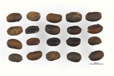 APII jpeg image of Geranium antrorsum  © contact APII