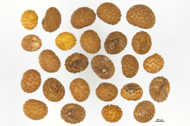 APII jpeg image of Scutellaria humilis  © contact APII