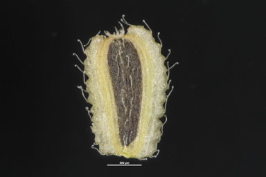 APII jpeg image of Brachyscome ciliaris  © contact APII