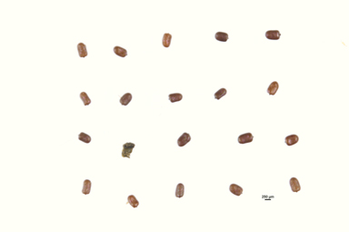 APII jpeg image of Isotoma petraea  © contact APII