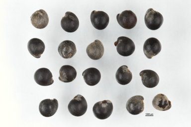 APII jpeg image of Dodonaea platyptera  © contact APII