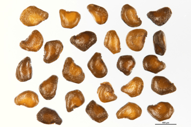 APII jpeg image of Colobanthus nivicola  © contact APII