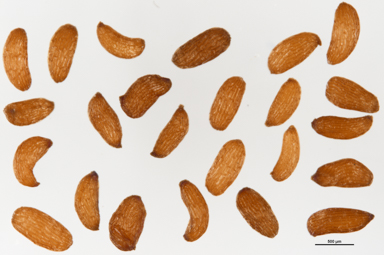 APII jpeg image of Kunzea parvifolia  © contact APII