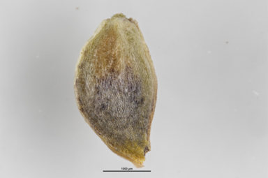 APII jpeg image of Ranunculus acrophilus  © contact APII