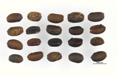 APII jpeg image of Geranium antrorsum  © contact APII