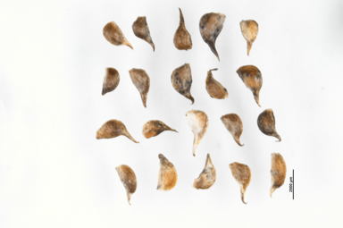 APII jpeg image of Ranunculus acrophilus  © contact APII