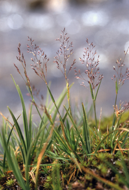 APII jpeg image of Agrostis parviflora  © contact APII