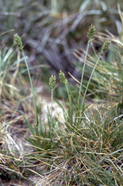APII jpeg image of Agropyron velutinum  © contact APII