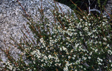 APII jpeg image of Baeckea gunniana  © contact APII