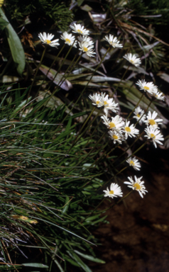 APII jpeg image of Brachyscome scapigera  © contact APII