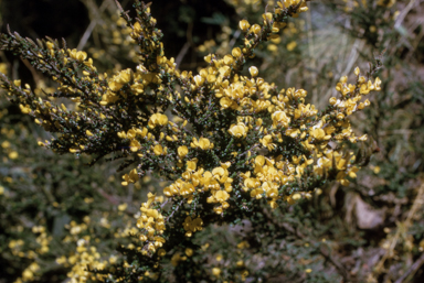 APII jpeg image of Bossiaea foliosa  © contact APII