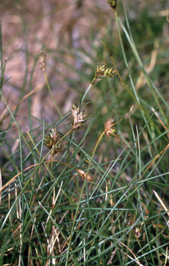 APII jpeg image of Carex hebes  © contact APII