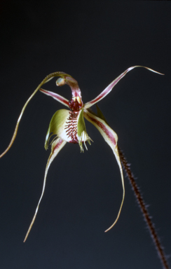 APII jpeg image of Caladenia dilata  © contact APII
