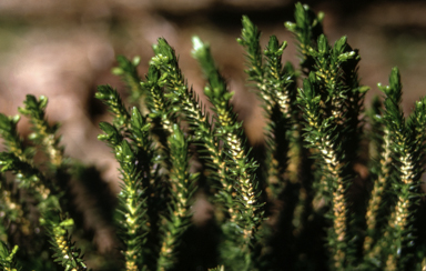 APII jpeg image of Huperzia australiana  © contact APII