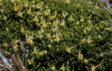 APII jpeg image of Coprosma pumila  © contact APII