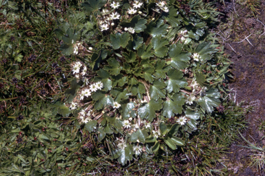 APII jpeg image of Dichosciadium ranunculaceum var. ranunculaceum  © contact APII