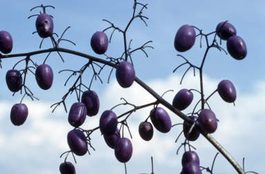 APII jpeg image of Dianella tasmanica  © contact APII