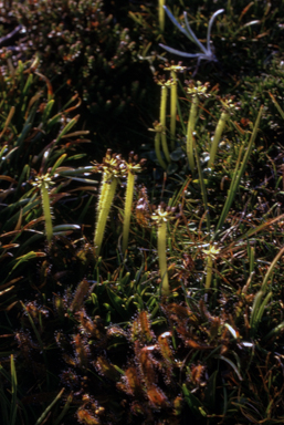 APII jpeg image of Diplaspis nivis  © contact APII