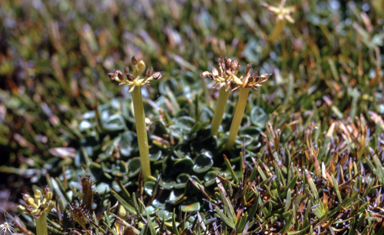 APII jpeg image of Diplaspis nivis  © contact APII