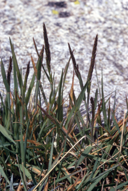 APII jpeg image of Deyeuxia crassiuscula  © contact APII