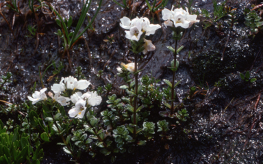 APII jpeg image of Euphrasia collina subsp. glacialis  © contact APII