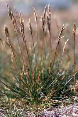 APII jpeg image of Rytidosperma nudiflorum  © contact APII