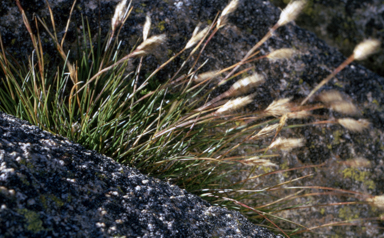 APII jpeg image of Austrodanthonia alpicola  © contact APII