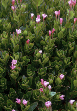 APII jpeg image of Epilobium gunnianum  © contact APII