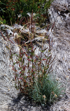 APII jpeg image of Epilobium gunnianum  © contact APII