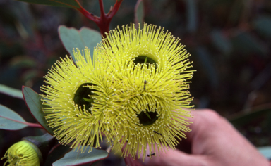 APII jpeg image of Eucalyptus preissiana  © contact APII