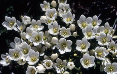 APII jpeg image of Chionogentias muelleriana subsp. alpestris  © contact APII