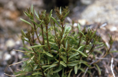 APII jpeg image of Chionogentias muelleriana subsp. alpestris  © contact APII