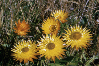 APII jpeg image of Xerochrysum subundulatum  © contact APII
