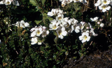 APII jpeg image of Euphrasia collina subsp. glacialis  © contact APII