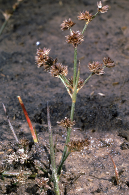 APII jpeg image of Juncus articulatus  © contact APII