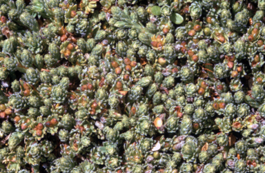 APII jpeg image of Kelleria dieffenbachii  © contact APII