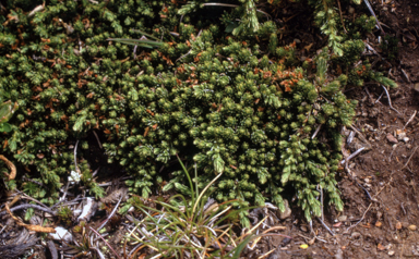 APII jpeg image of Kelleria dieffenbachii  © contact APII