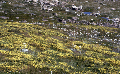 APII jpeg image of Kunzea muelleri  © contact APII