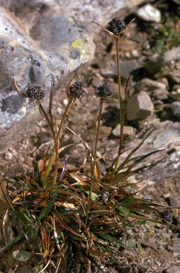 APII jpeg image of Luzula australasica subsp. dura  © contact APII