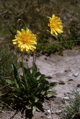 APII jpeg image of Microseris lanceolata  © contact APII