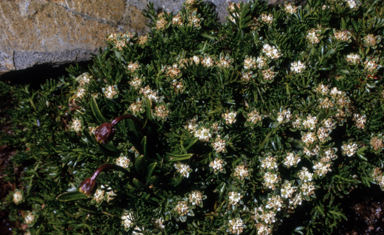 APII jpeg image of Oreomyrrhis pulvinifica  © contact APII