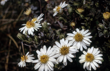 APII jpeg image of Olearia phlogopappa var. subrepanda  © contact APII